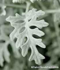 Attēlu rezultāti vaicājumam “Jacobaea paludosa leaf”