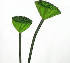 Attēlu rezultāti vaicājumam “Lotus sp. bud”