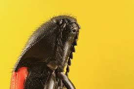 Attēlu rezultāti vaicājumam “Ampedus sp.”