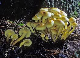 Attēlu rezultāti vaicājumam “Hypholoma sp.”