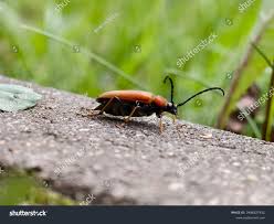 Attēlu rezultāti vaicājumam “Leptura rubra male”