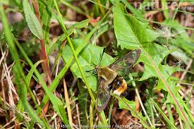 Attēlu rezultāti vaicājumam “Hemaris tityus”