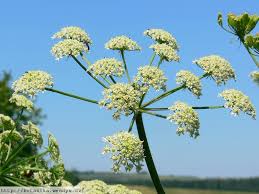 Image result for Heracleum sphondylium