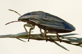 Attēlu rezultāti vaicājumam “Aelia acuminata”