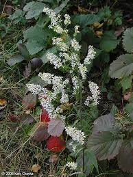 Attēlu rezultāti vaicājumam “Symphyotrichum x salignum leaf”
