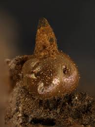 Attēlu rezultāti vaicājumam “Dianema nivale”