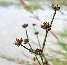 Attēlu rezultāti vaicājumam “Oenothera rubricauli bud”