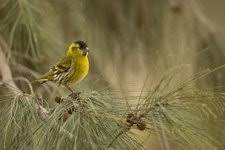 Attēlu rezultāti vaicājumam “Carduelis spinus male”