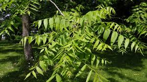 Attēlu rezultāti vaicājumam “Juglans mandshurica”