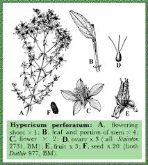 Attēlu rezultāti vaicājumam “Hypericum perforatum fruit”