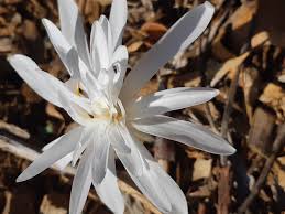 Attēlu rezultāti vaicājumam “Colchicum szovitsii subsp. szovitsii flower”