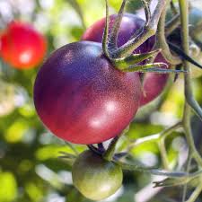 Afbeeldingsresultaat voor cherokee purple tomato