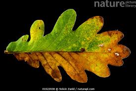 Attēlu rezultāti vaicājumam “Quercus robur leaf”