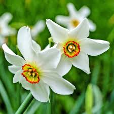 Attēlu rezultāti vaicājumam “Narcissus poeticus”