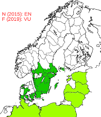 Attēlu rezultāti vaicājumam “Hydaticus transversalis”