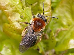 Attēlu rezultāti vaicājumam “Andrena haemorrhoa”