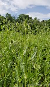 Attēlu rezultāti vaicājumam “Dipsacus fullonum”