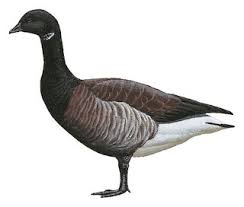 Attēlu rezultāti vaicājumam “Branta bernicla adult”
