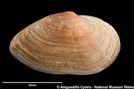 Attēlu rezultāti vaicājumam “Mya arenaria”