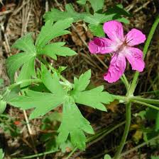 Attēlu rezultāti vaicājumam “Geranium palustre flower”