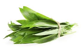 Attēlu rezultāti vaicājumam “Allium ursinum leaf”