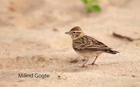 Image result for Calandrella brachydactyla