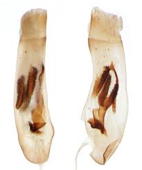 Attēlu rezultāti vaicājumam “Eupithecia succenturiata”