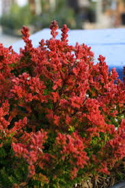 Attēlu rezultāti vaicājumam “Calluna vulgaris fruit”