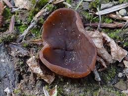 Attēlu rezultāti vaicājumam “Peziza badia”