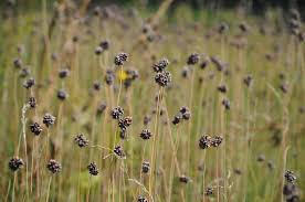 Attēlu rezultāti vaicājumam “Allium scorodoprasum”
