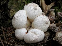 Attēlu rezultāti vaicājumam “Lycoperdon perlatum”