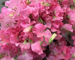 Image result for Lathyrus odoratus