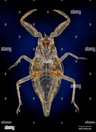 Attēlu rezultāti vaicājumam “Nepa cinerea”