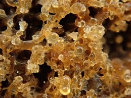 Attēlu rezultāti vaicājumam “Reticularia jurana spores”