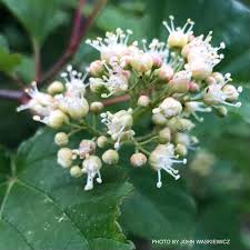 Attēlu rezultāti vaicājumam “Acer tataricum bud”