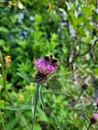 Image result for Centaurea nigra