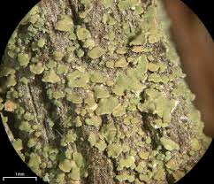 Attēlu rezultāti vaicājumam “Hypocenomyce scalaris”