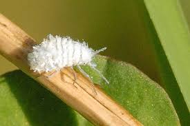 Attēlu rezultāti vaicājumam “Prociphilus xylostei”