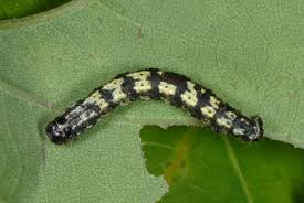 Attēlu rezultāti vaicājumam “Agriopis leucophaearia”