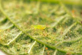 Attēlu rezultāti vaicājumam “Licea pygmaea macro”