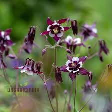 Image result for Aquilegia vulgaris