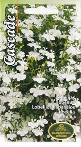 Attēlu rezultāti vaicājumam “Licea pusilla sessile”