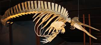 Image result for Mesoplodon bidens