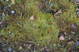 Attēlu rezultāti vaicājumam “Campylium stellatum”