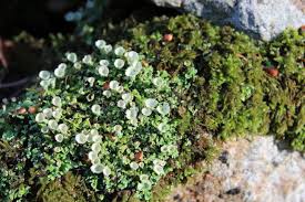 Attēlu rezultāti vaicājumam “Ctenidium molluscum”