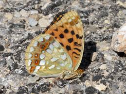 Attēlu rezultāti vaicājumam “Argynnis adippe”