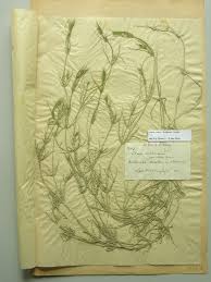 Attēlu rezultāti vaicājumam “Chara rudis”