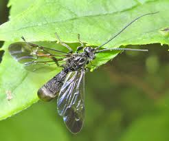 Attēlu rezultāti vaicājumam “Phalonidea permixtana”