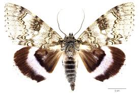 Attēlu rezultāti vaicājumam “Catocala fraxini”