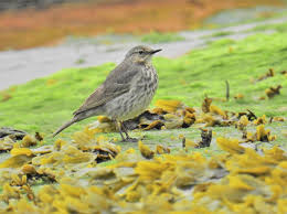 Attēlu rezultāti vaicājumam “Anthus petrosus adult”